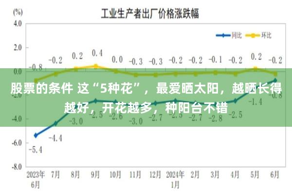 股票的条件 这“5种花”，最爱晒太阳，越晒长得越好，开花越多，种阳台不错